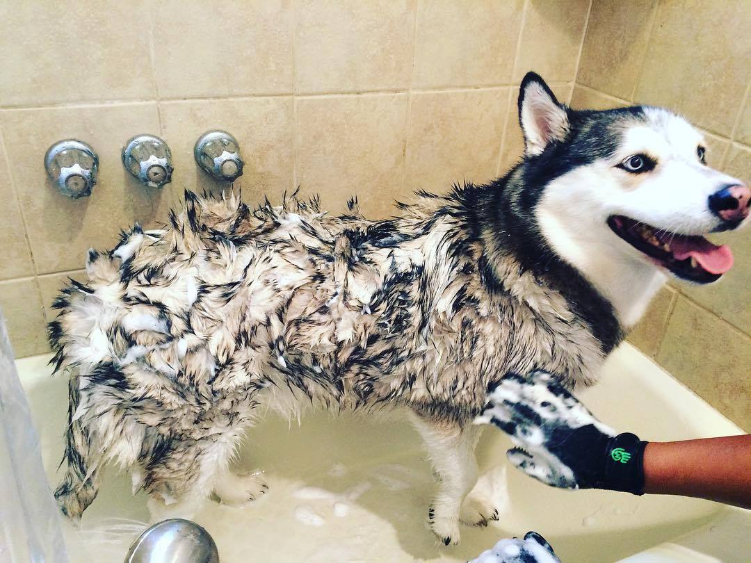 HandsOn Gloves - #1 Grooming, Bathing and Shedding Tool!