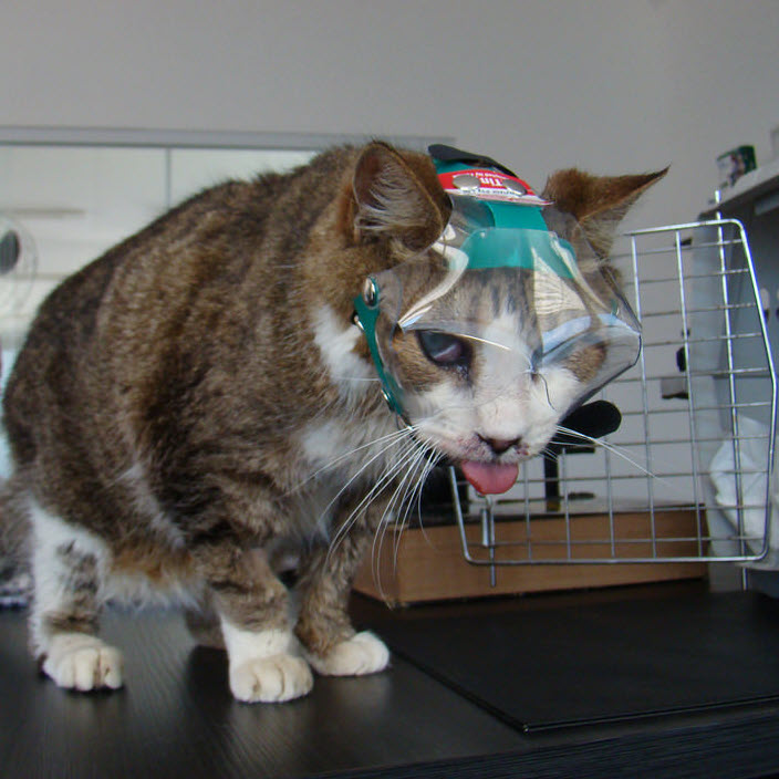 OptiVizor - Short Snout Version - Clear UV Tint