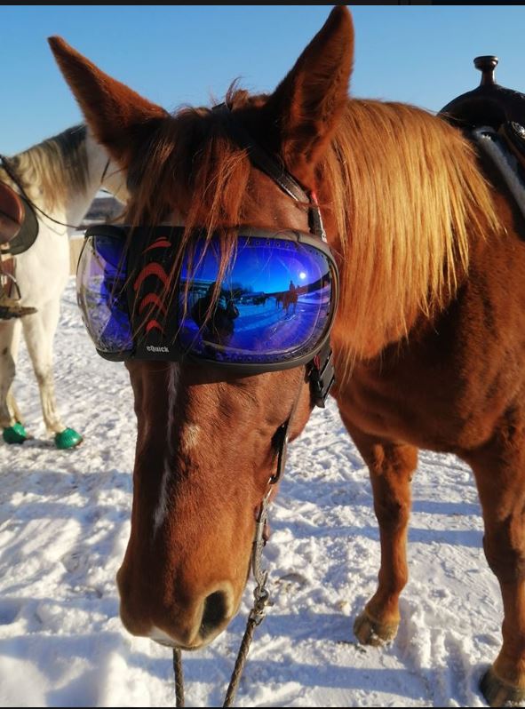 eVysor - UV Horse Riding Goggles!