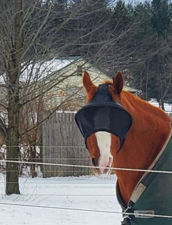 Solar Vizor Fly Mask - Standard Style