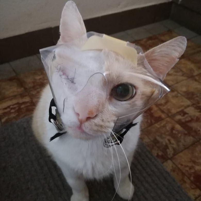 Garfield the cat in a mini mini short snout optivizor