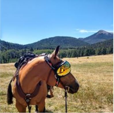 eVysor - UV Horse Riding Goggles!