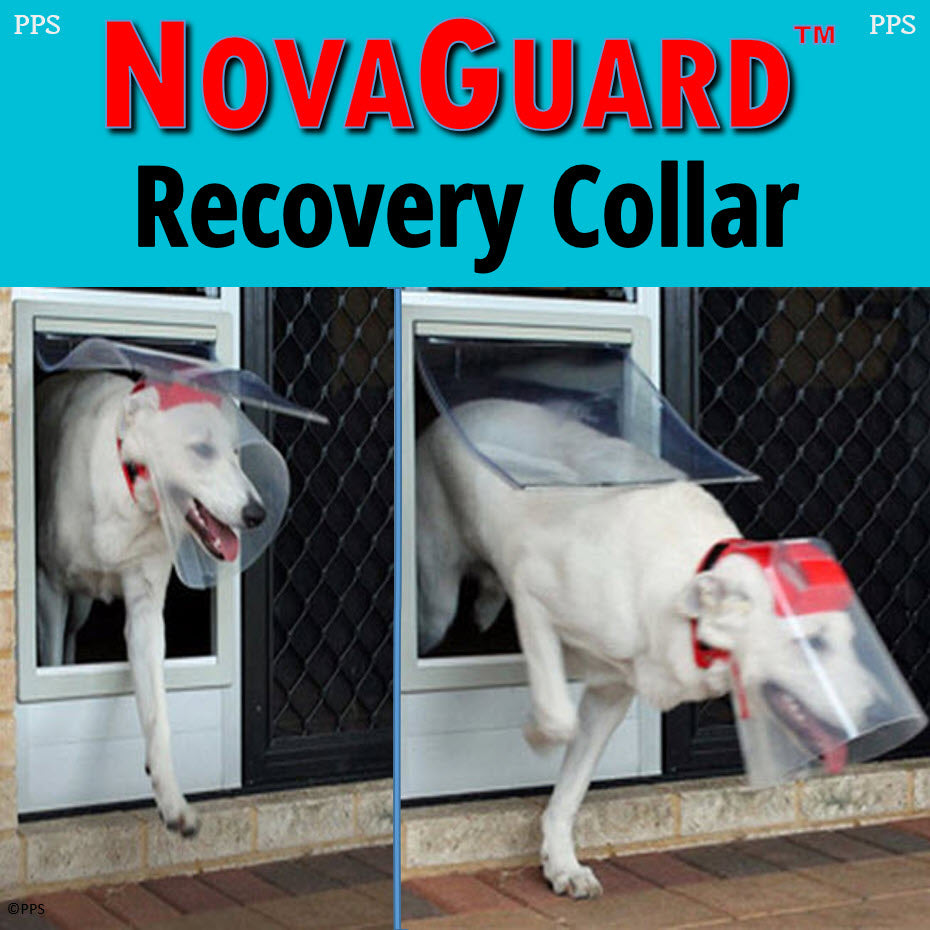 NovaGuard Recovery Collar - Main Image