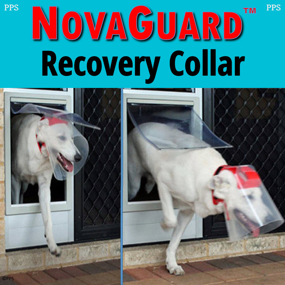 NovaGuard Recovery Collar for Dogs and Cats
