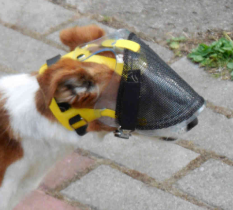 OptiVizor - Reg. Snout - Clear/Dark UV Tint w/Mesh