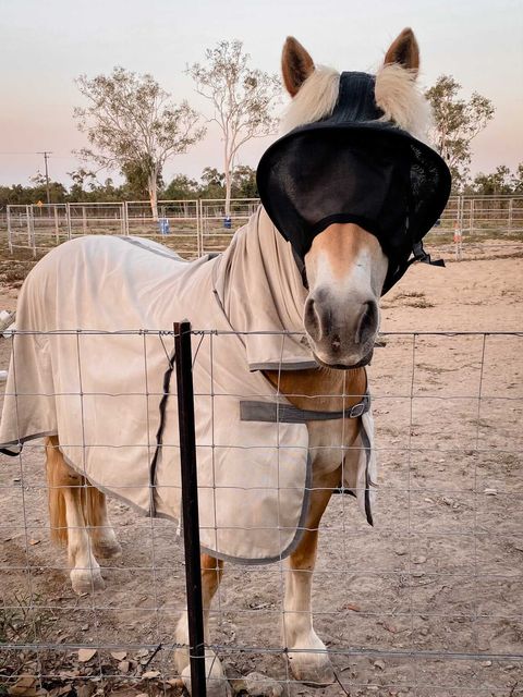 Solar Vizor Fly Mask - Standard Style