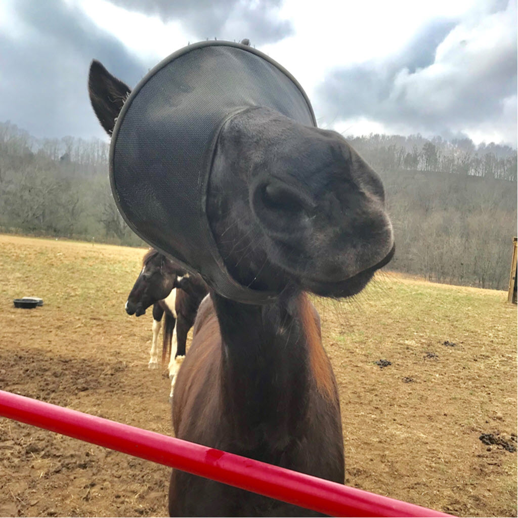 Solar Vizor Medical Eye Condition Horse Fly Mask