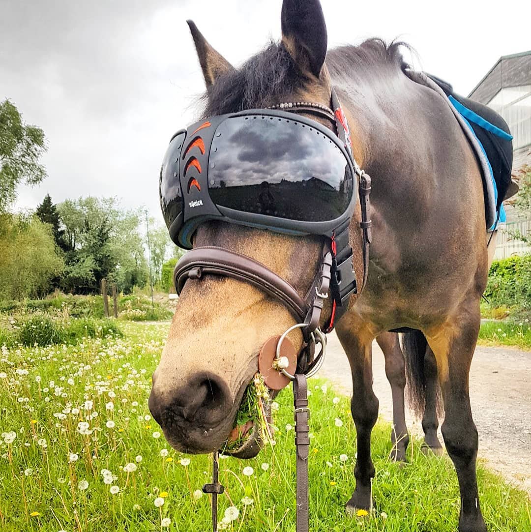 eVysor - UV Horse Riding Goggles!