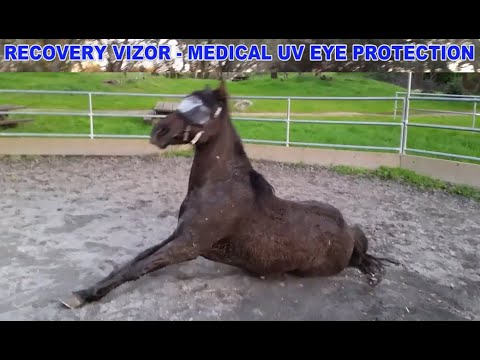 Recovery Vizor - Dark UV Tint