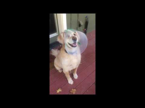 Marley easily going through the doggy door with his NovaGuard Recovery Collar