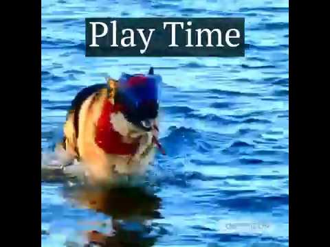 OptiVizor - Regular Snout - Clear UV Tint