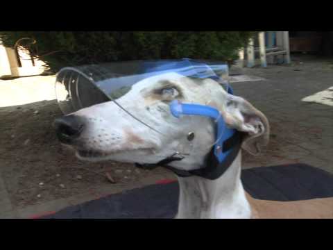 OptiVizor - Regular Snout - Clear UV Tint