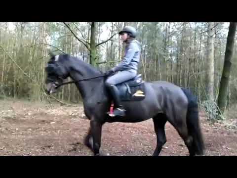 eVysor - UV Horse Riding Goggles!