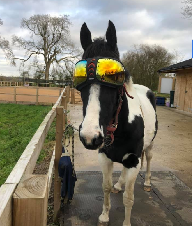 eVysor - UV Horse Riding Goggles!